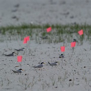 Gulf Coast Least Tern Colony, Mississippi