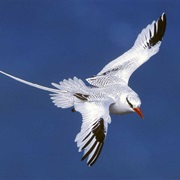 Red-Billed Tropicbird