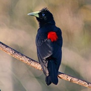 Red-Rumped Cacique (Cacicus Haemorrhous)