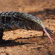 Black and White Tegu (Tupinambis Merianae)