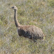 Lesser Rhea