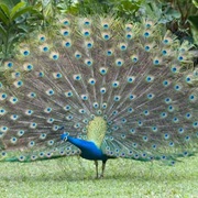 Common Peafowl (India)
