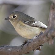 Hutton's Vireo