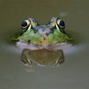 Frogs Can&#39;t Swallow With Their Eyes Open
