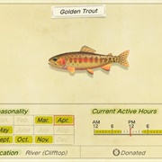 Golden Trout
