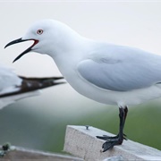 Black-Billed Gull
