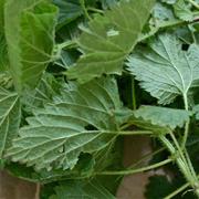 Nettle