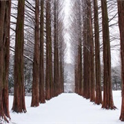 Nami Island, South Korea