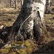 Birch Sap