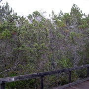 Van Damme State Park, California