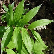 False Solomon's-Seal