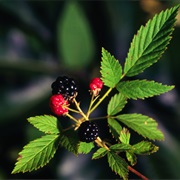 Northern Dewberry (Rubus Flagellaris)