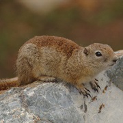 Belding's Ground Squirrel