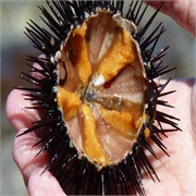 Eat a Sea Urchin off the Beach