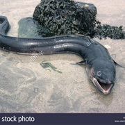 Conger Eel