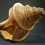 Conch Shell Horn