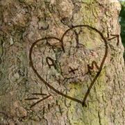 Carved Initials to Tree/Rocks to Declare Love