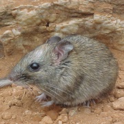 Muennink's Spiny Rat