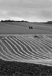 Harvest (1967)