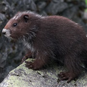 Marmot