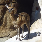 Chamois