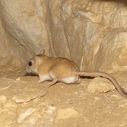 Lesser Egyptian Gerbil