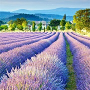 Walking in a Field of Fresh Lavender