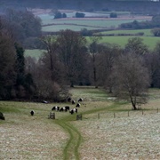 Abinger Roughs and Netley Park (NT)