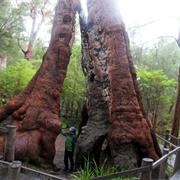 Walpole Nornalup National Park (WA)