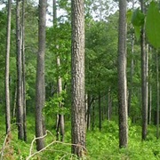 W.G. Jones State Forest, Texas