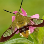Broad Bordered Bee Hawk Moth