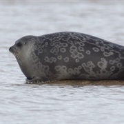 Ringed Seal