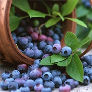 Bilberries