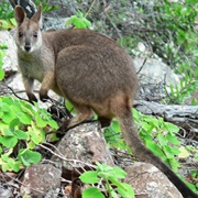 Proserpine Rock-Wallaby