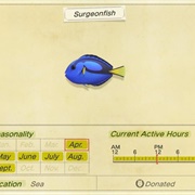 Surgeonfish