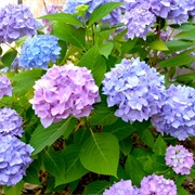Hydrangea