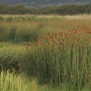 Marazion Marsh