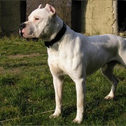 Doga Argentino