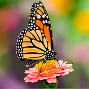 Edinburgh Butterfly & Insect World