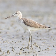 Common Greenshank