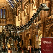 Visit London&#39;s Natural History Museum.