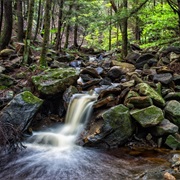 Wyoming State Forest, Pennsylvania