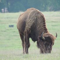 Tupelo Buffalo Park and Zoo