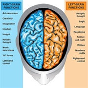 Mental Abilities Are Separated Into Left and Right Cerebal Hemispheres