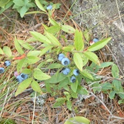 Lowbush Blueberry (Vaccinium Angustifolium)
