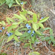Lowbush Blueberry (Vaccinium Angustifolium)
