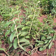 Ethiopian Potato (Plectranthus Edulis)