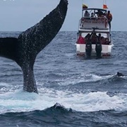 Whale-Watching off Isla De La Plata, Ecuador