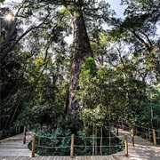 See the Big Tree at Tsitsikamma