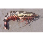 Rainbow Prawn / Rainbow Shrimp